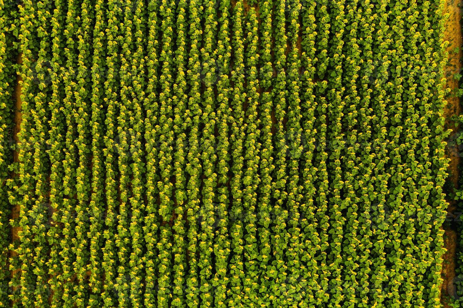 Top view of a field of flowering sunflowers on the background of sunset photo