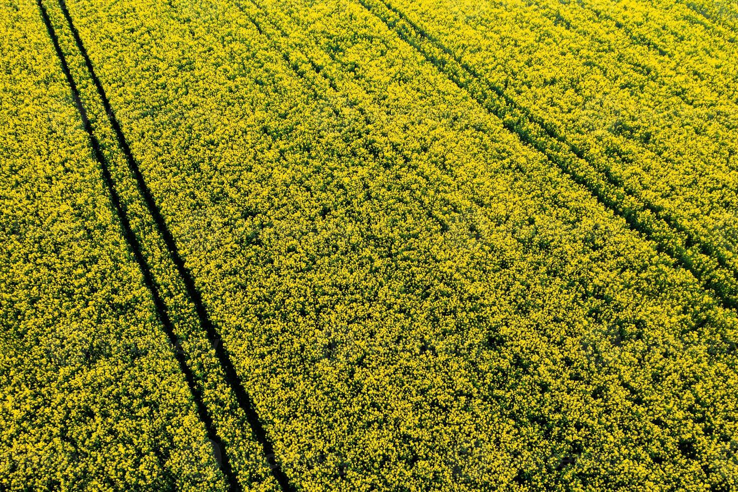 top view of a yellow rapeseed field in Belarus, an Agricultural area. aerial photography. Spring Wallpaper. The concept of development of the agricultural sector. photo