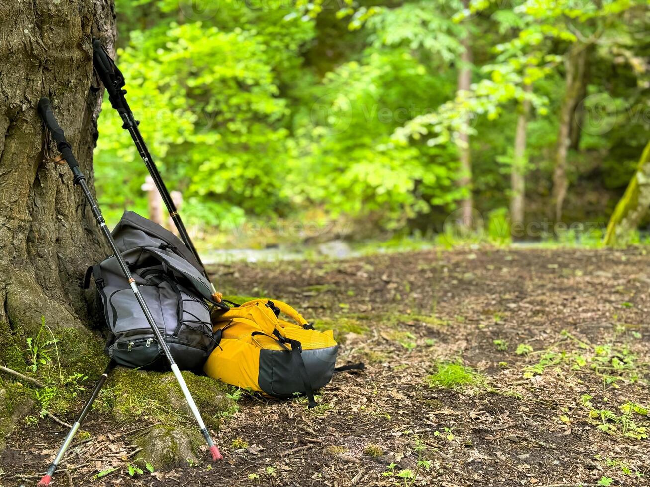 Yellow and gray hiking backpacks and trekking poles leaning against tree in forest. Outdoor adventure and camping gear in natural setting. Concept of hiking and overnight stays in forest. photo