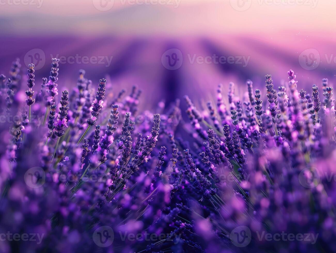 Lavender fields at twilight, soft focus and vibrant purple hues for poster and greeting card design. Aromatherapy and serene nature concept with dusk light. Ai generation. photo