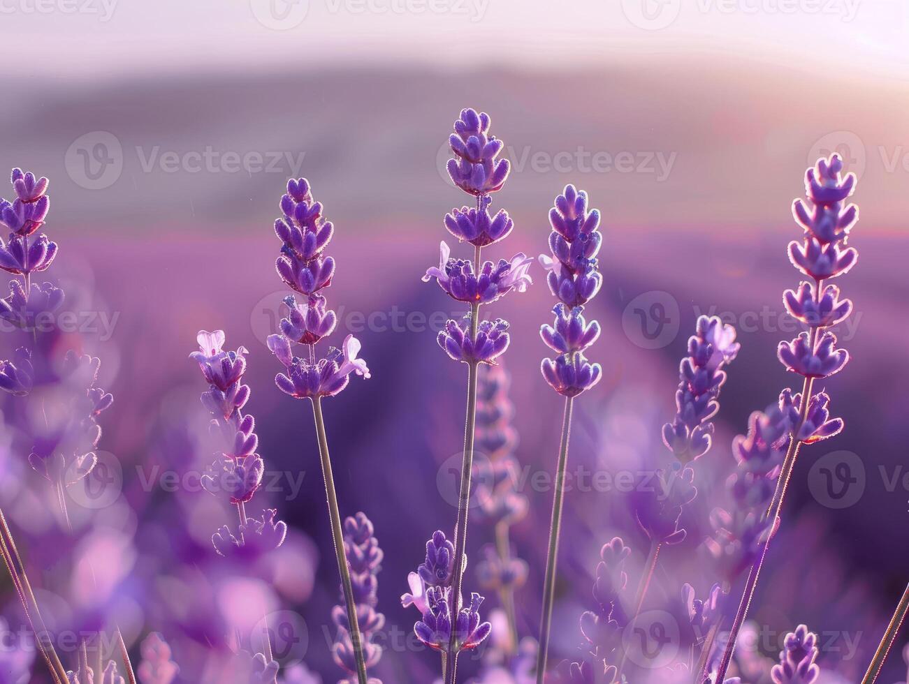 Close up of lavender flowers in bloom with a sunset glow. Purple hued backdrop for design, nature inspired wallpaper, and tranquil aromatherapy themes with space for text. Ai generation. photo