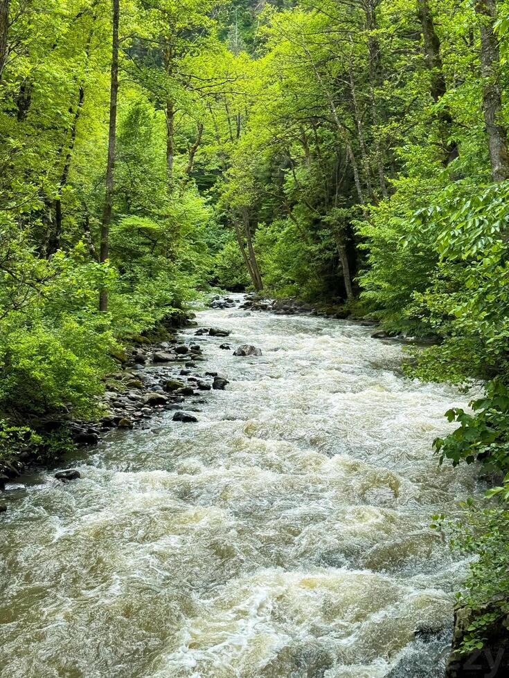 Georgia. Borjomi National Historical Park. May 19, 2024. Fast flowing river surrounded by lush green trees in forest. Nature landscape capturing the essence of wilderness and tranquility. photo