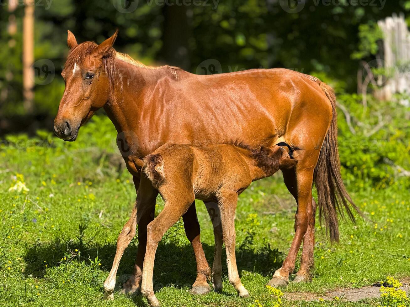 Brown mare nursing foal on green meadow with wildflowers. Outdoor nature scene in rural setting. photo