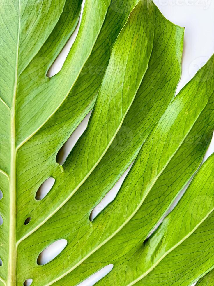 Green monstera leaves close up on white background. Macro shot with copy space. Botanical and tropical nature concept design for wallpaper or poster. photo