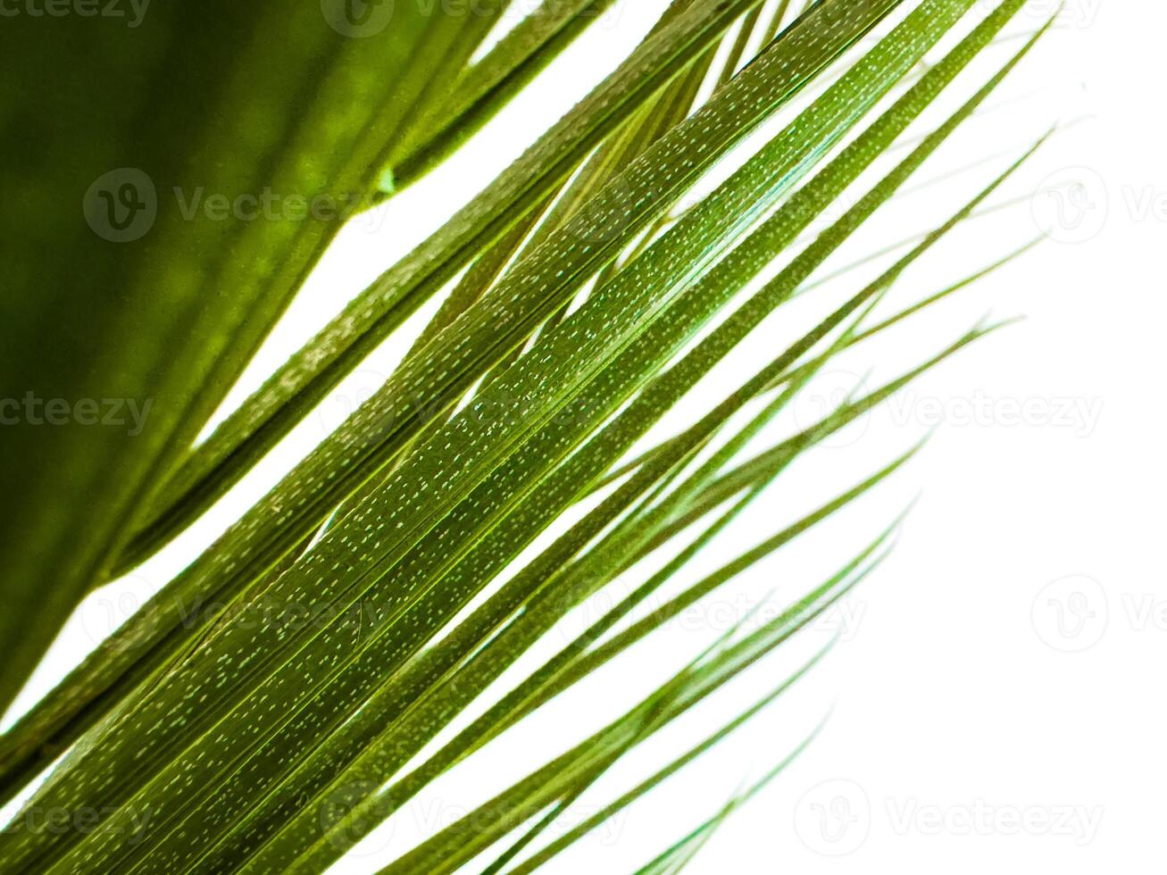 Close up of green palm leaf with natural patterns, translucent with sunlight on white background. Macro photography for botanical design and nature concepts. photo