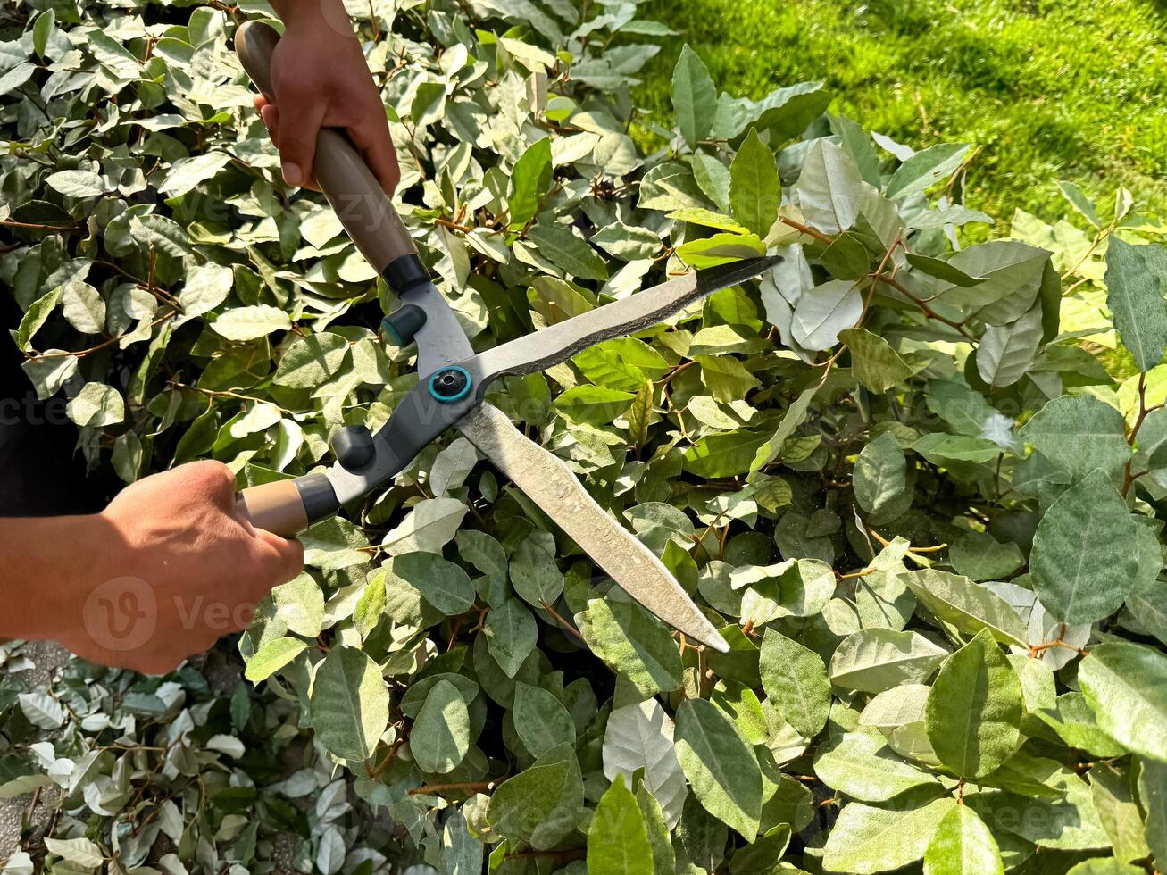 Close up of hands using garden shears to prune lush green bushes during sunny day. Detailed gardening work and plant care. Trimming growing garden fence. photo