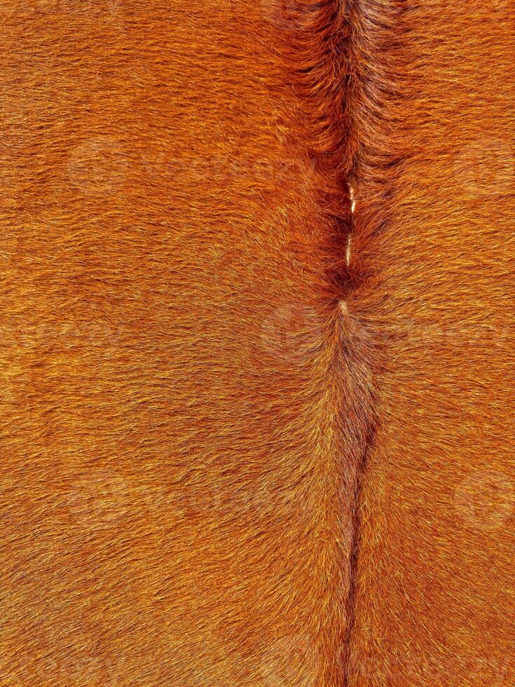 Close up macro texture of brown and white cowhide, detailed animal fur pattern for fashion and upholstery design. photo