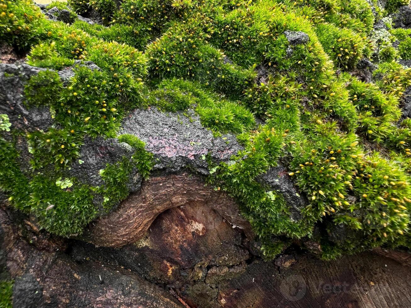 Moss covered tree bark close up with vibrant green textures. Nature background. Natures detail, forest floor life and woodland ecosystem concept for design and print. photo