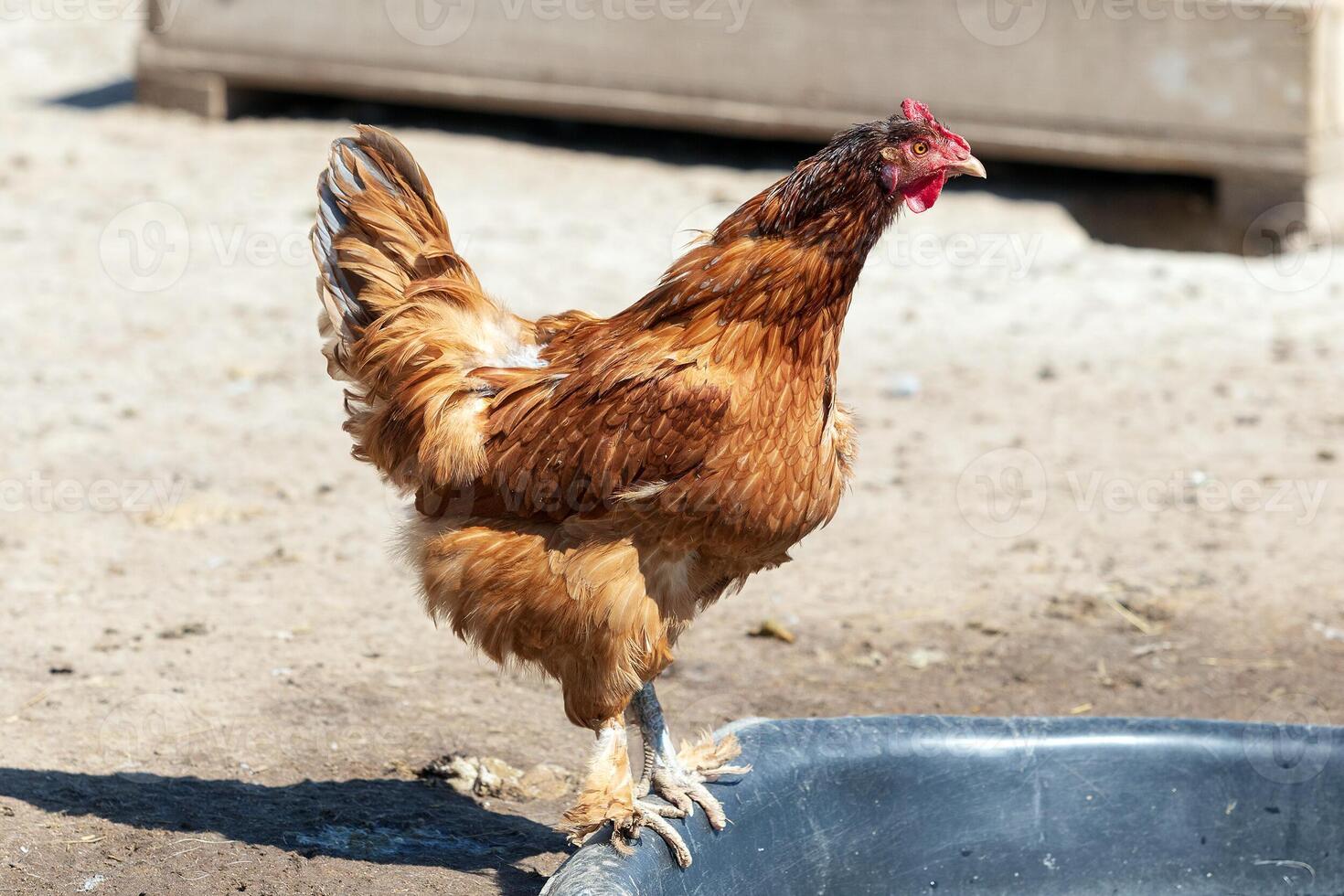Chicken on the farm photo