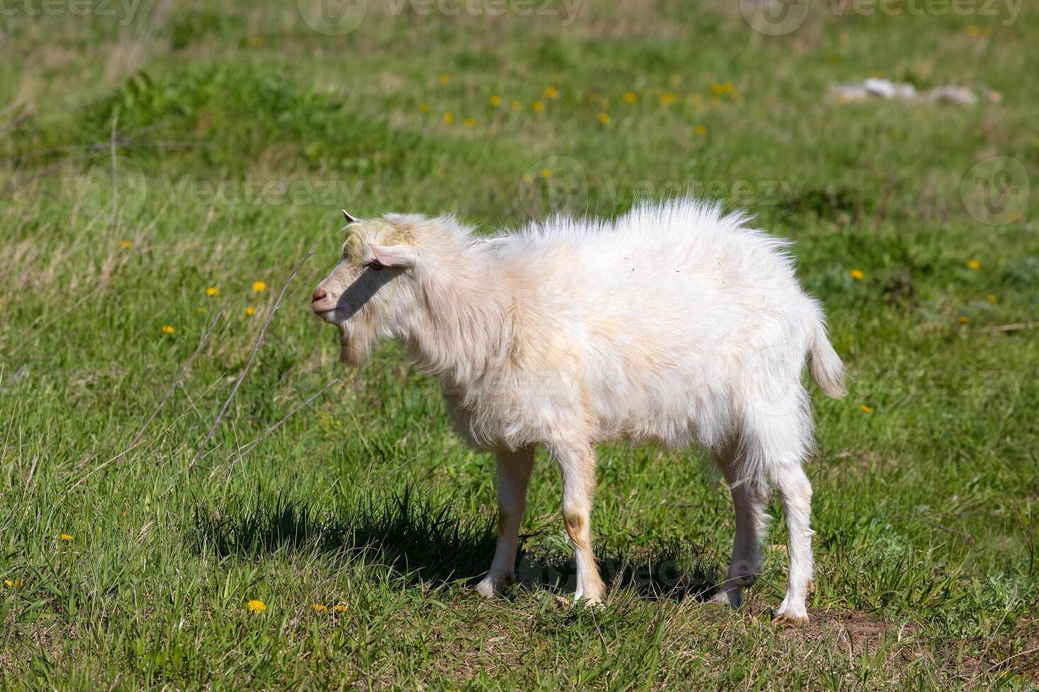 White goat on a meadow photo
