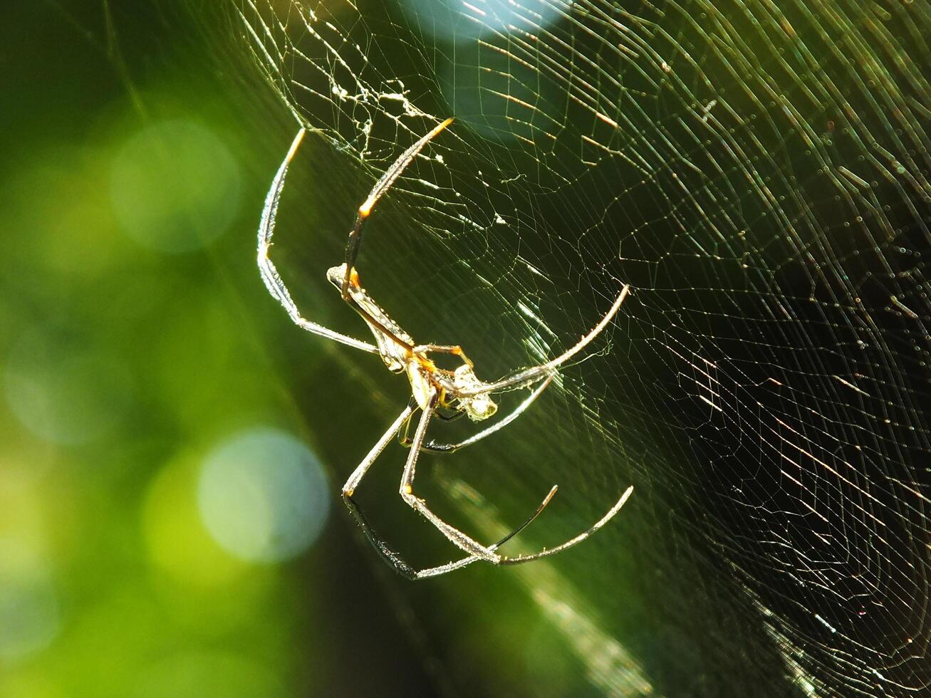 Spider in the cobweb with natural green forest background. A large spider waits patiently in its web for some prey photo