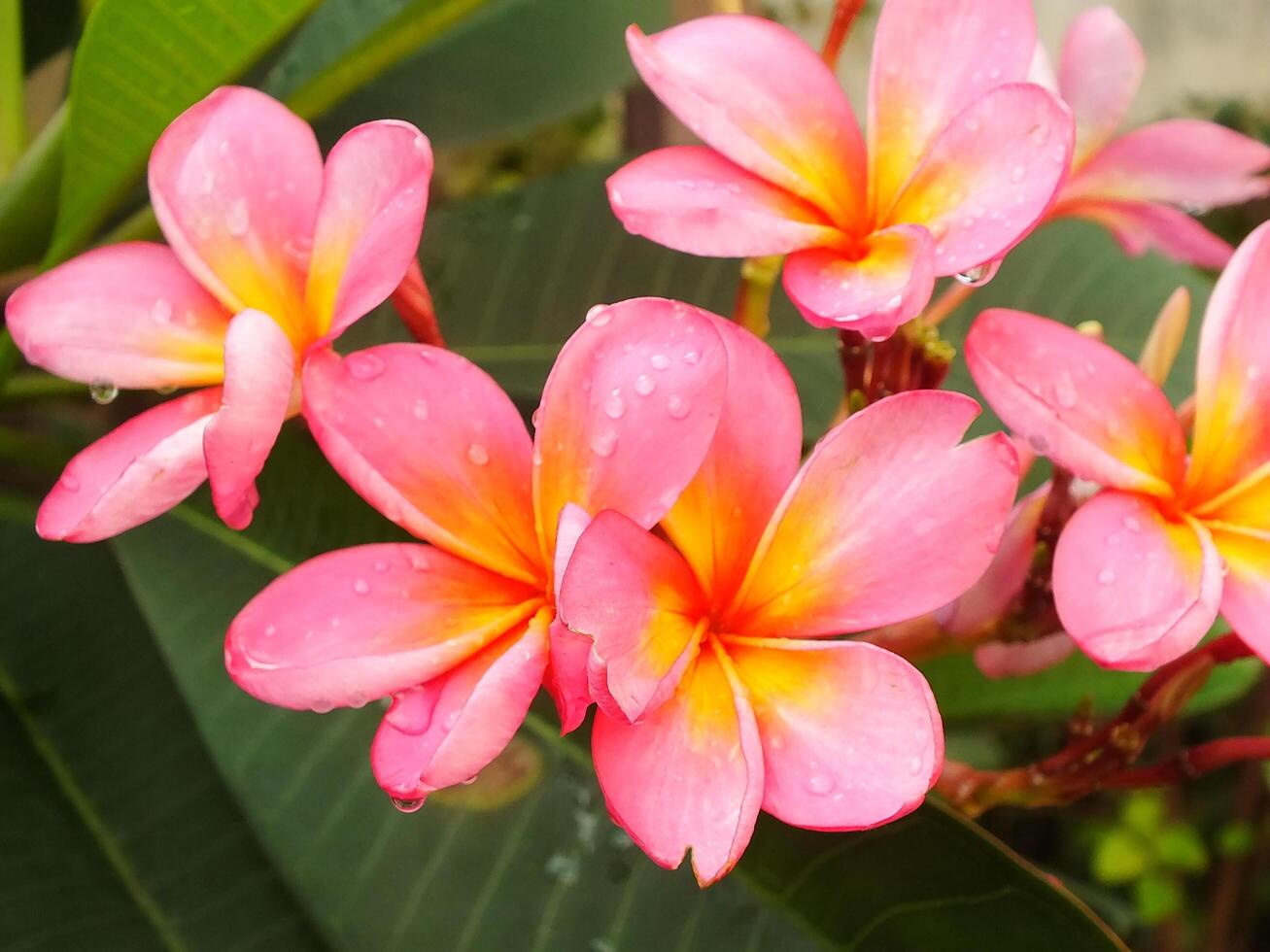 Beautiful Pink Frangipani Flower or plumeria blooming at botanical garden with fresh raindrops on it. Tropical spa flower. photo