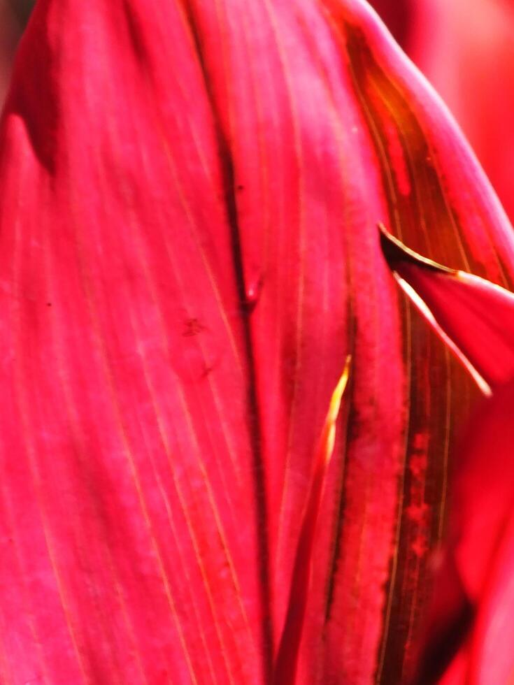 close up photo of Florica Cordyline plant lit up hot pink fuchsia by the sun in the garden. Background image of red leaves.