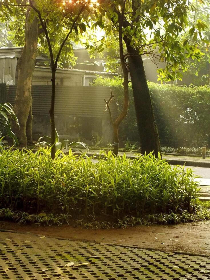 beauty sun light in the morning photo