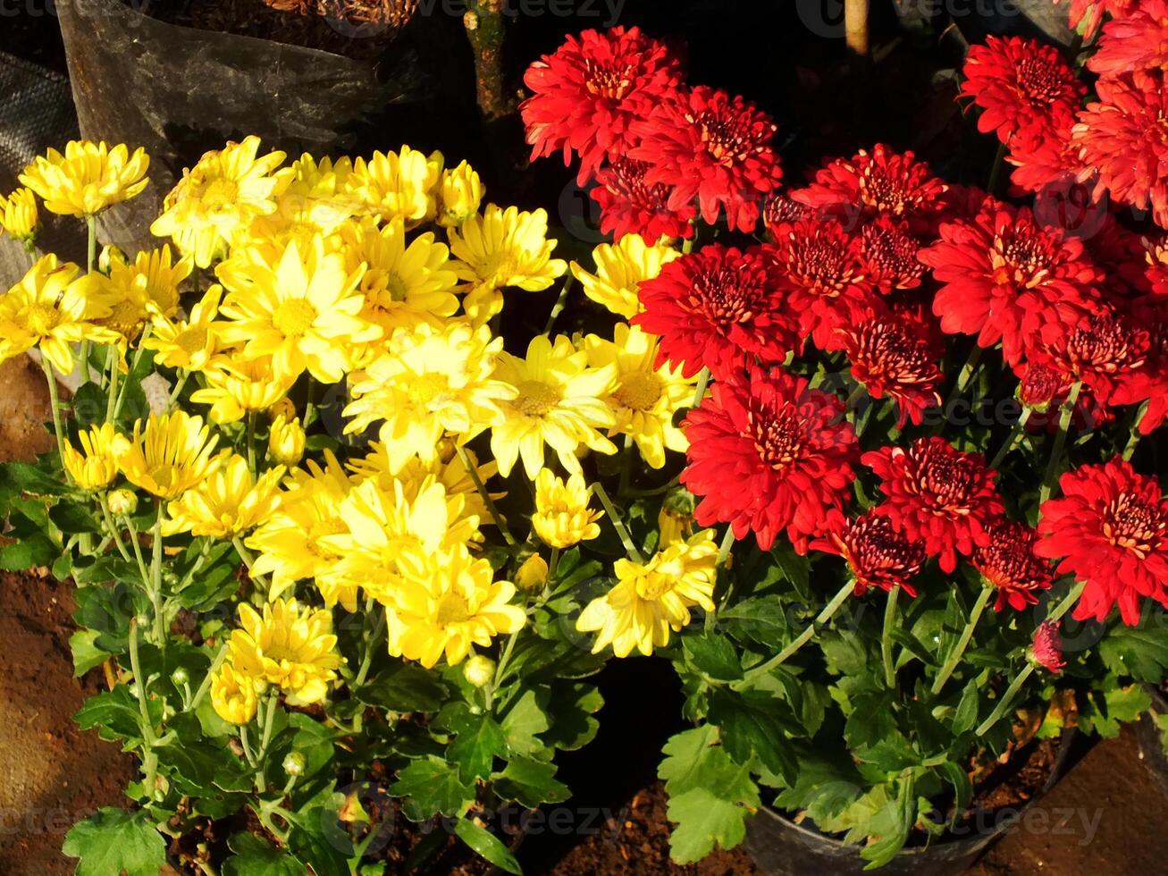 color collection of chrysanthemum flowers blooming. Nature Autumn Floral background. Many Chrysanthemum flowers growing in pots for sale in florist's shop photo