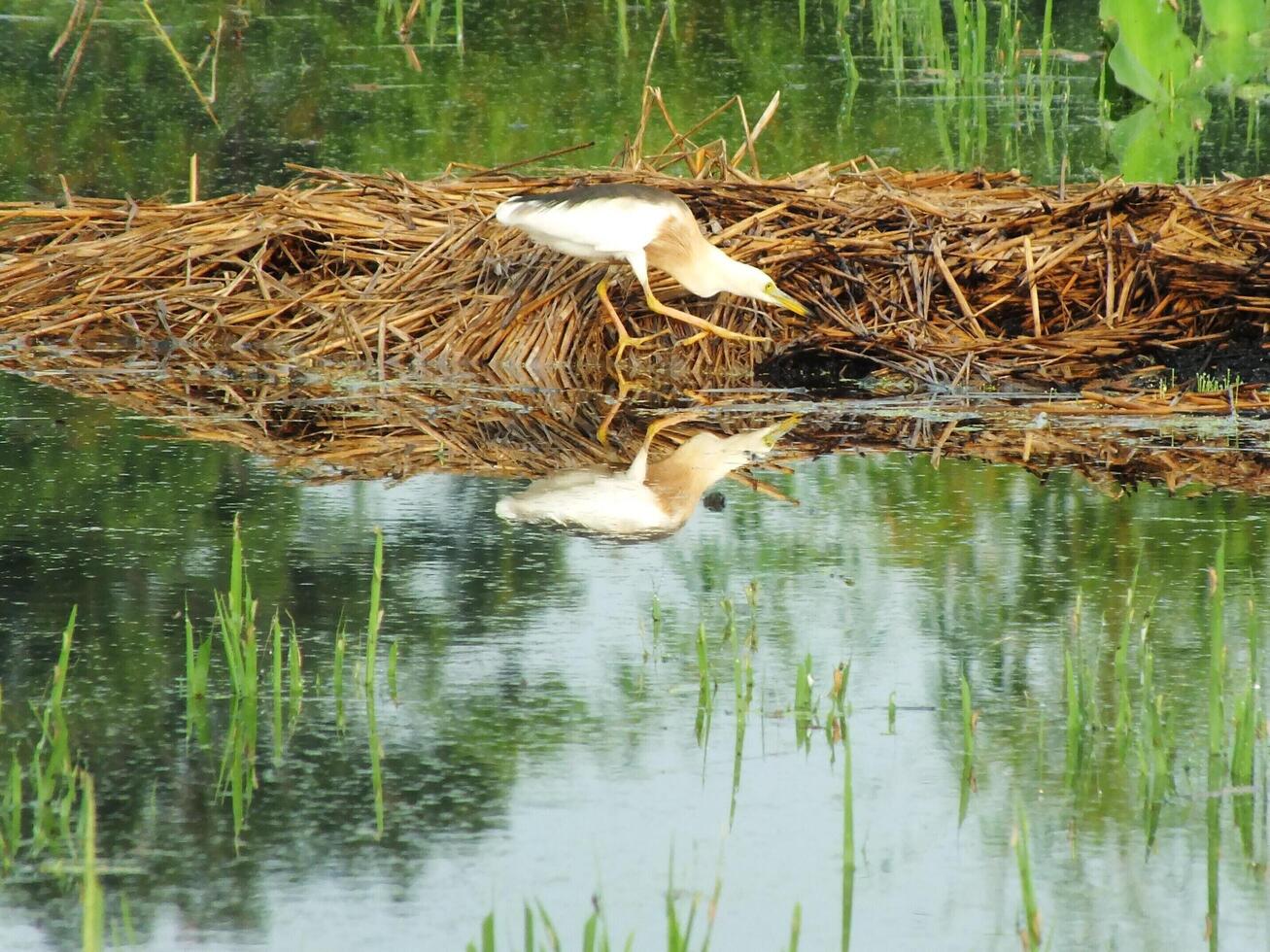 Ardeola speciosa, or known as the Javan pond heron, is a wading bird of the heron family, from Southeast Asia, particularly Indonesia. They commonly found in shallow fresh and salt water wetlands photo