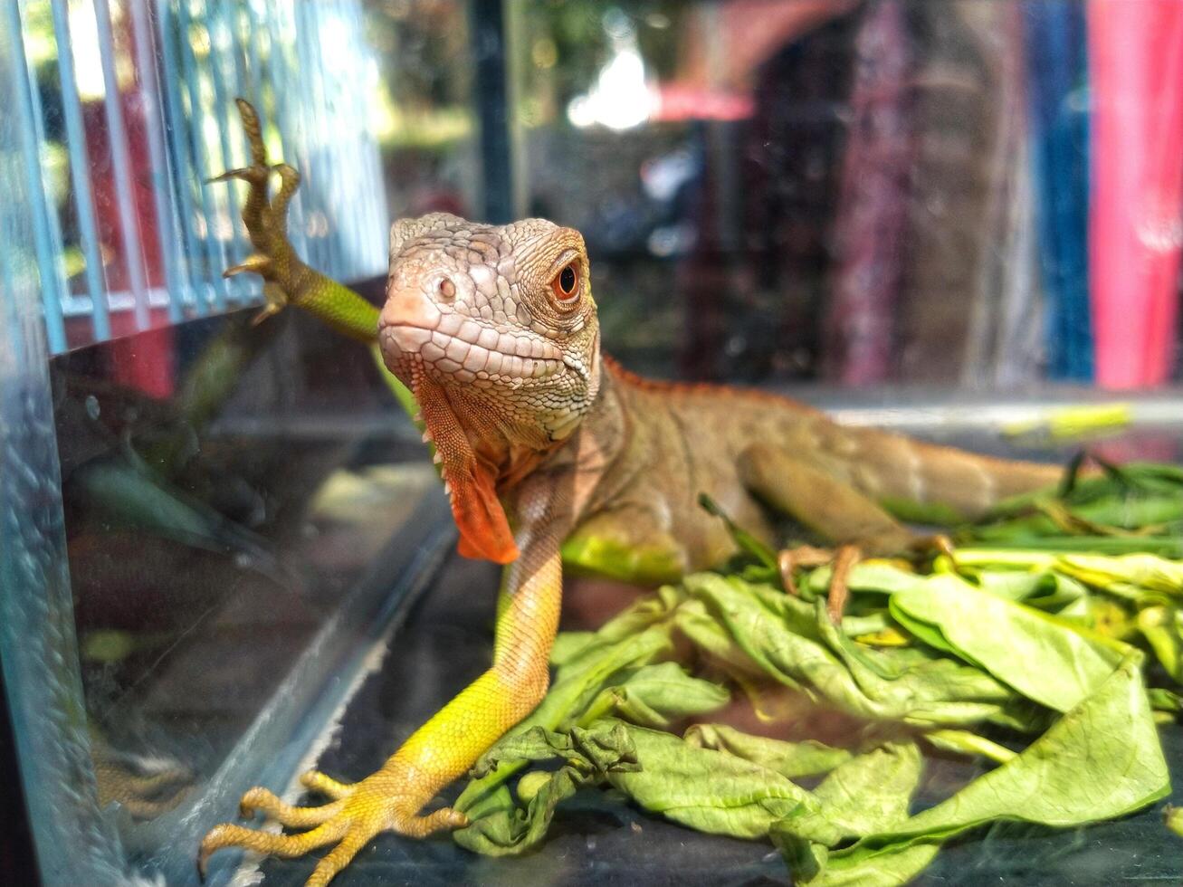 young iguana lizard in a glass cage, sunbathing and staring for something on the cage. exotic pets photo
