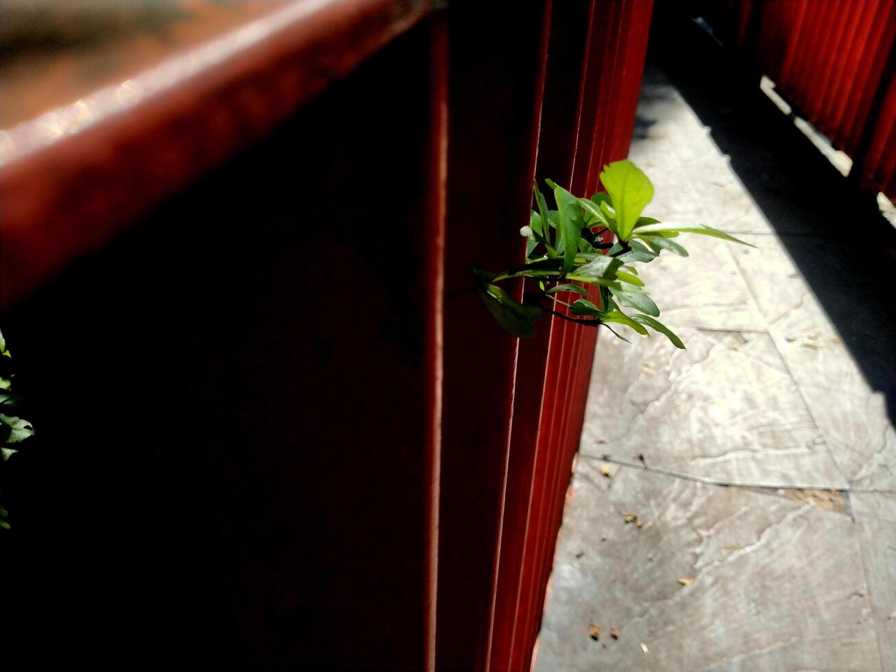 leaves growing among the red metal. Environmental and earth day messages for sustainability and healthy living photo
