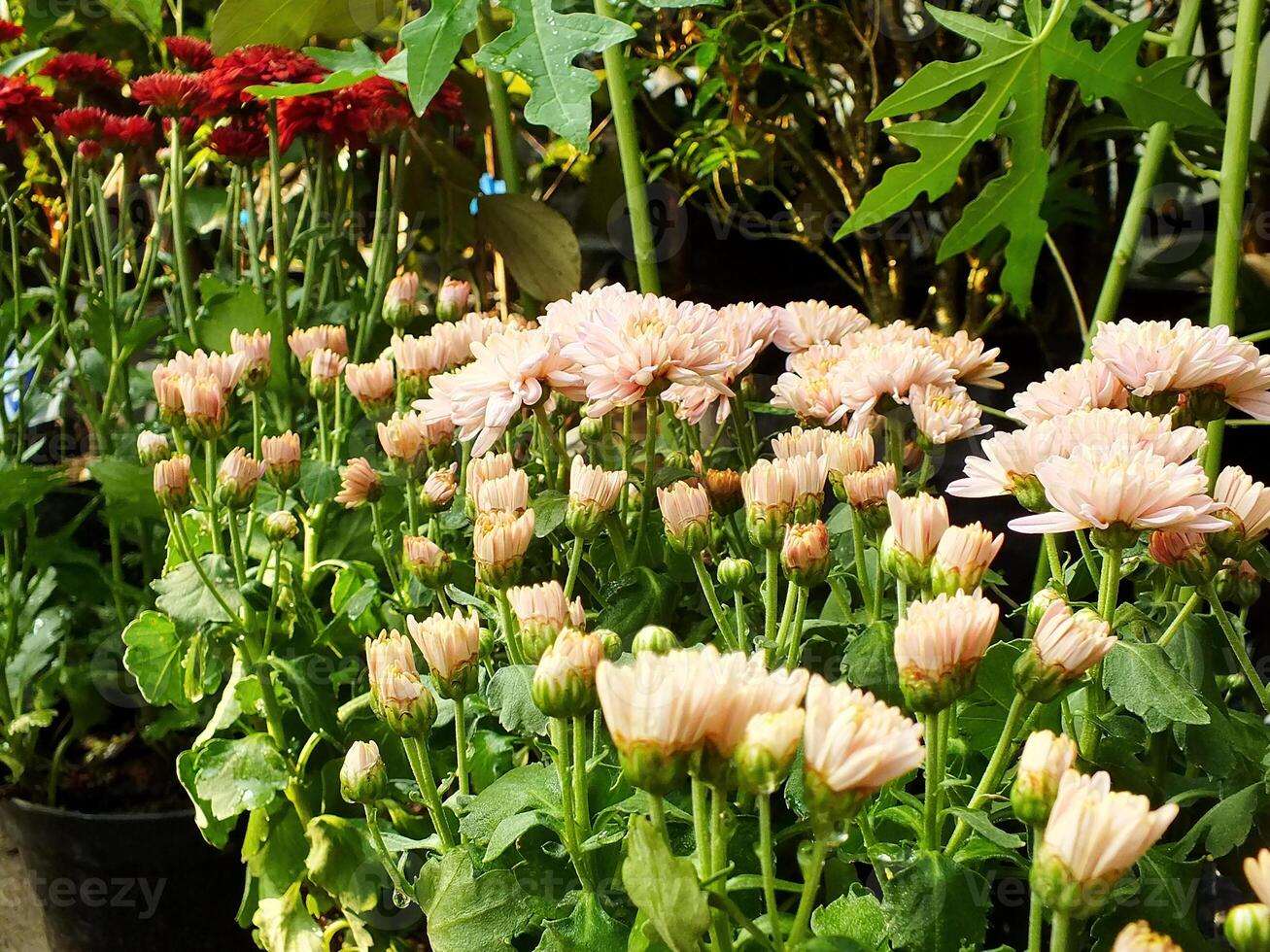 color collection of chrysanthemum flowers blooming. Nature Autumn Floral background. Many Chrysanthemum flowers growing in pots for sale in florist's shop photo