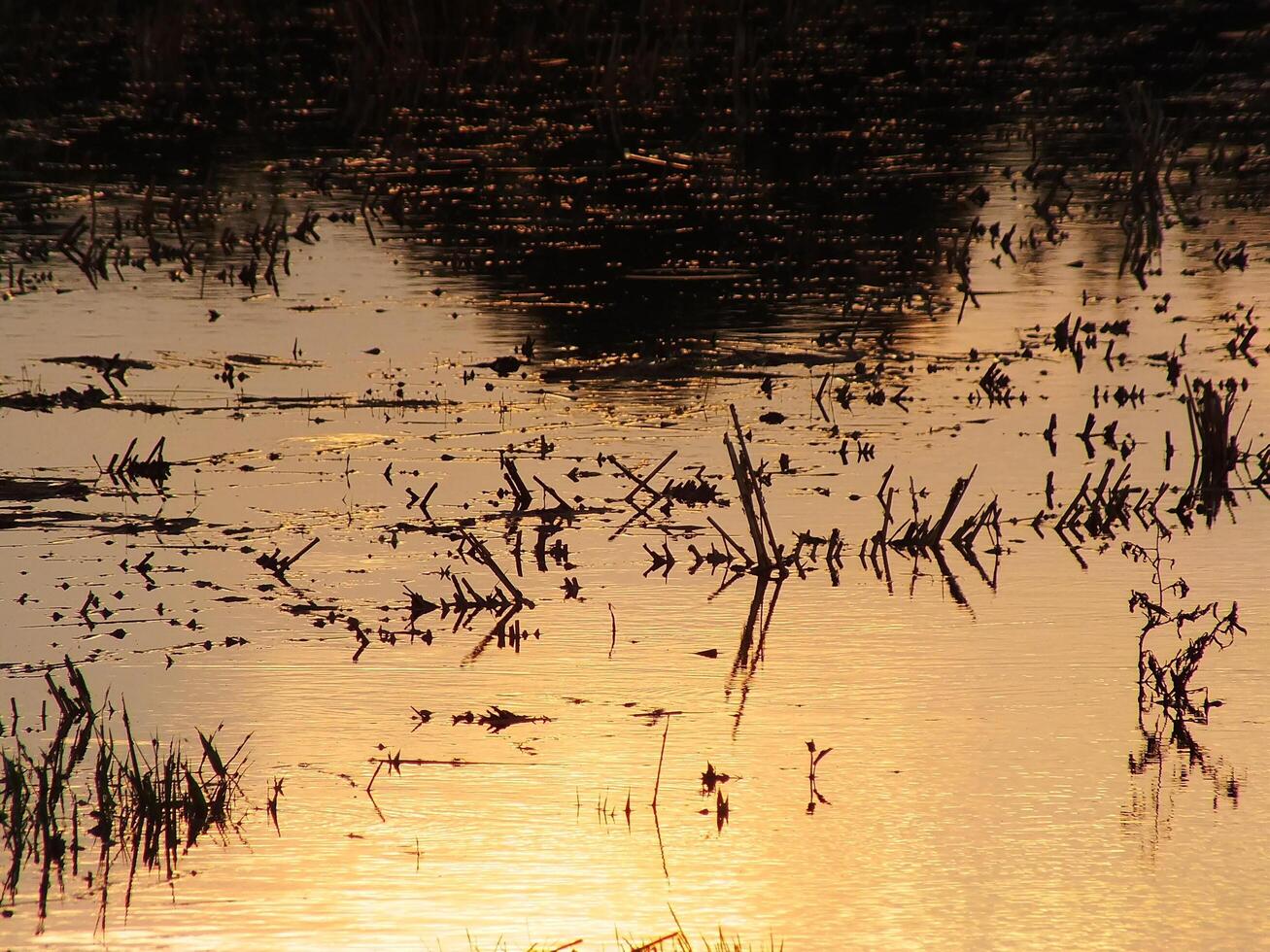 abstract background image of a sunrise reflection on a swamp water surface. Silhouettes of reeds growing in rural marsh that reflects golden light from the sun photo