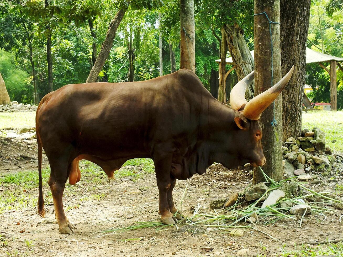 portrait of african ankole watusi cow with big and long horn. photo