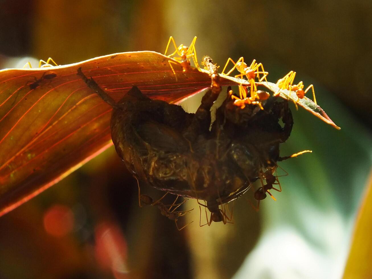 A group of weaver ants doing a team work for biting a cicadas insects. photo