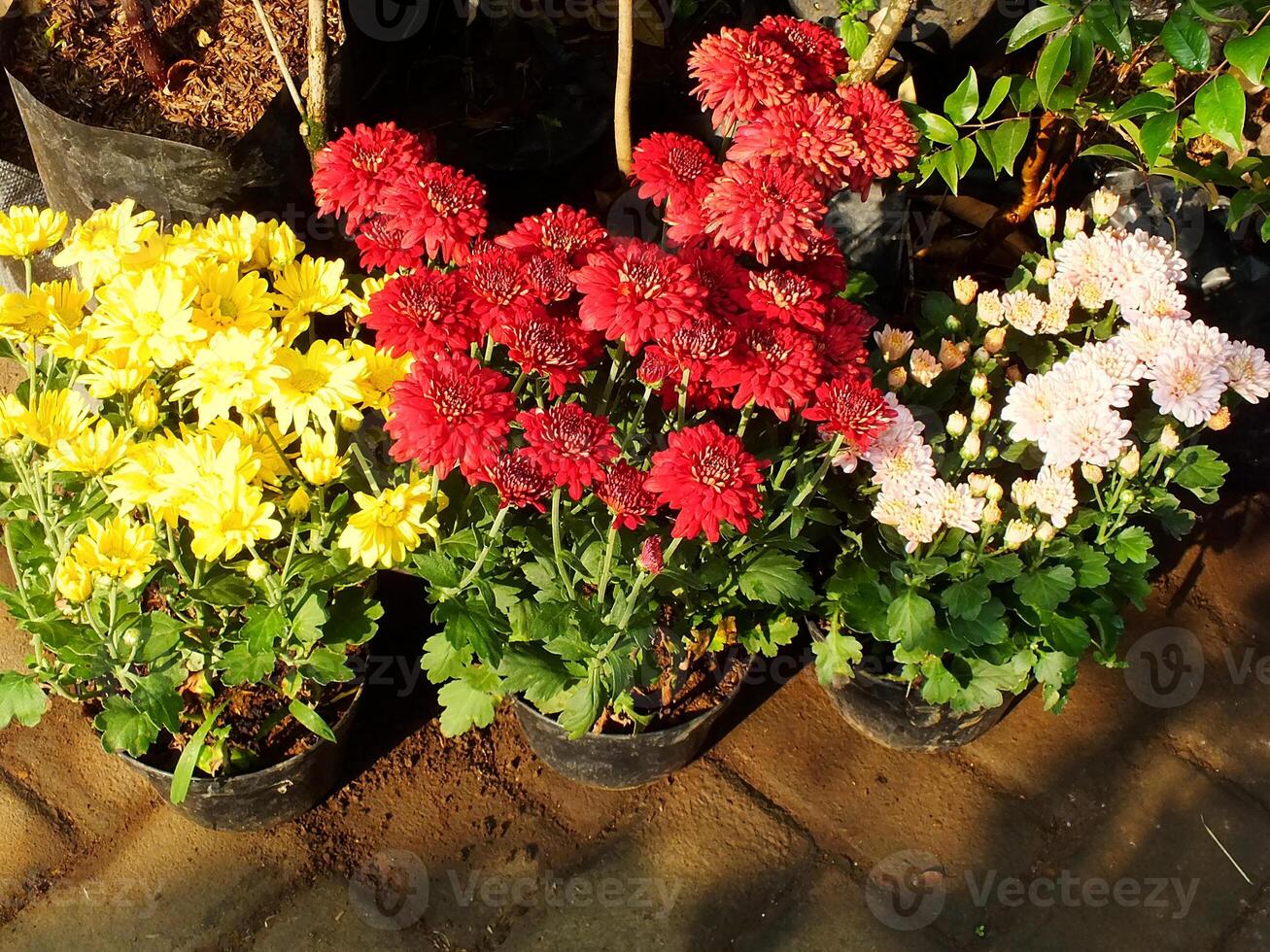 color collection of chrysanthemum flowers blooming. Nature Autumn Floral background. Many Chrysanthemum flowers growing in pots for sale in florist's shop photo