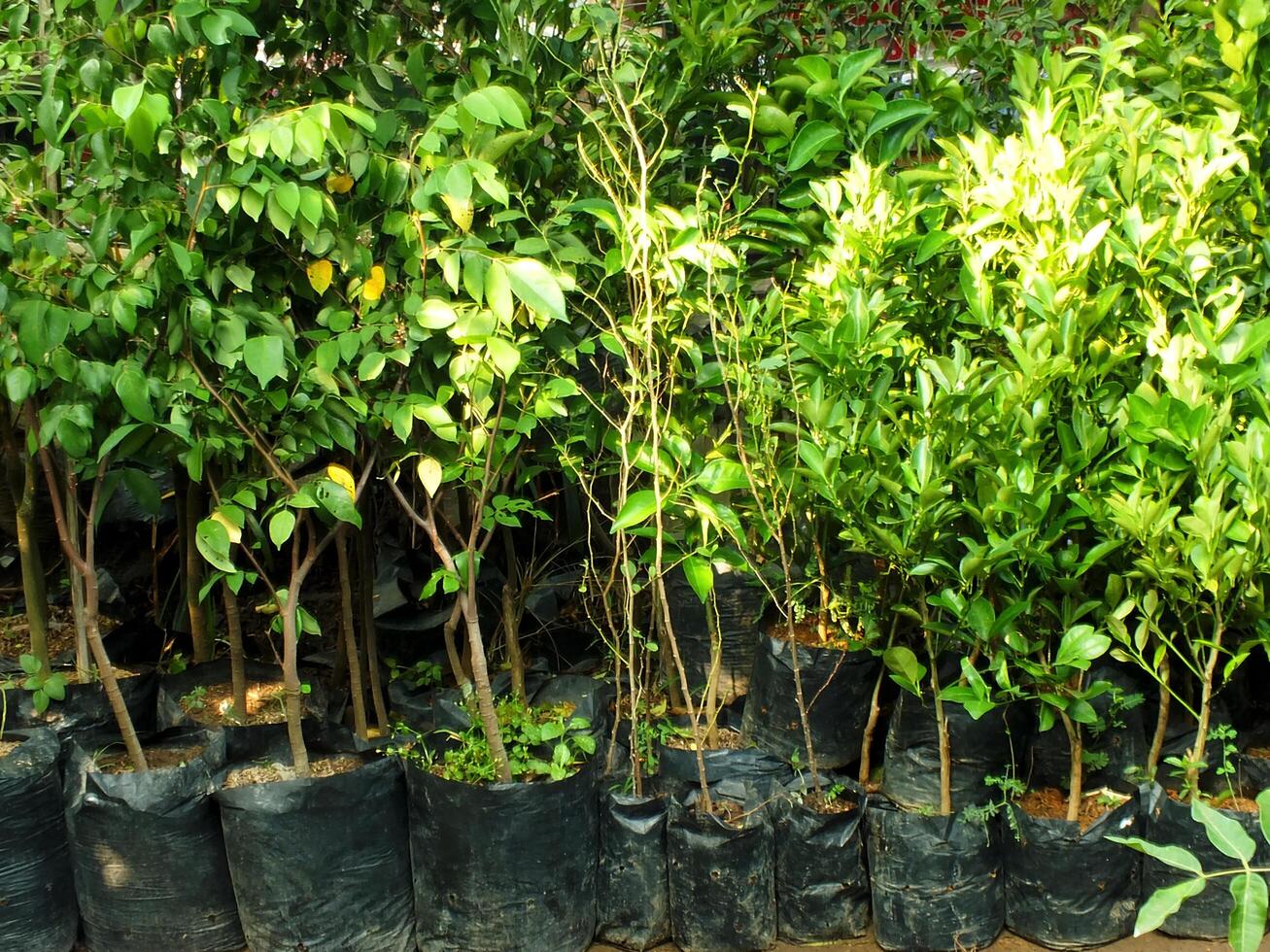 Cultivation of a fruit plant on the garden. Young plant on nursery bag. Agriculture concept background image. photo