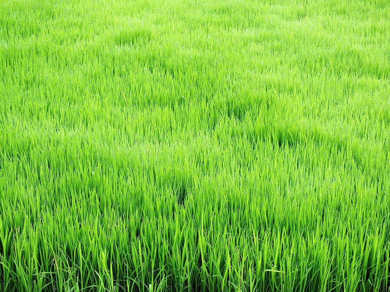 close up photo of rice seeds ready to be planted. paddy cultivation. rural agricultural concept image. green plant food estate