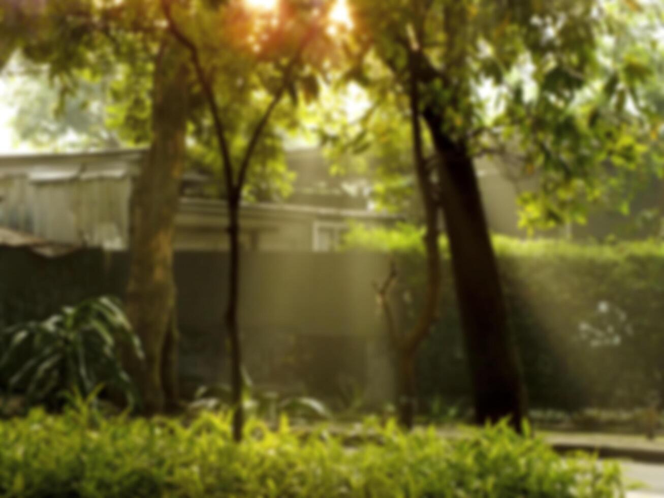 beauty sun light in the morning photo