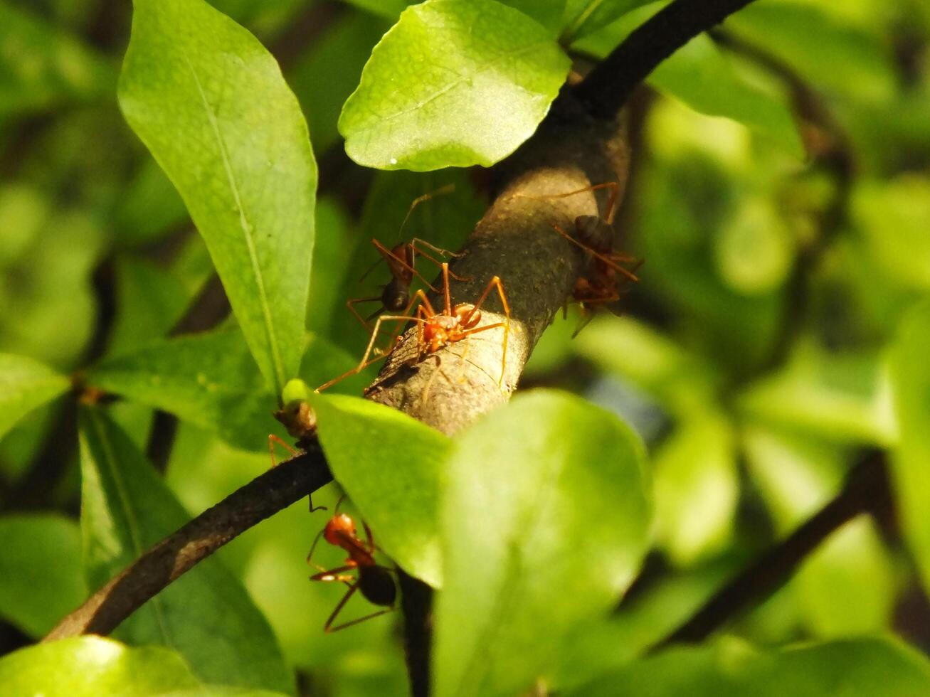 Selective focus of a red weaver ants colony walking on tree branch with nature background photo