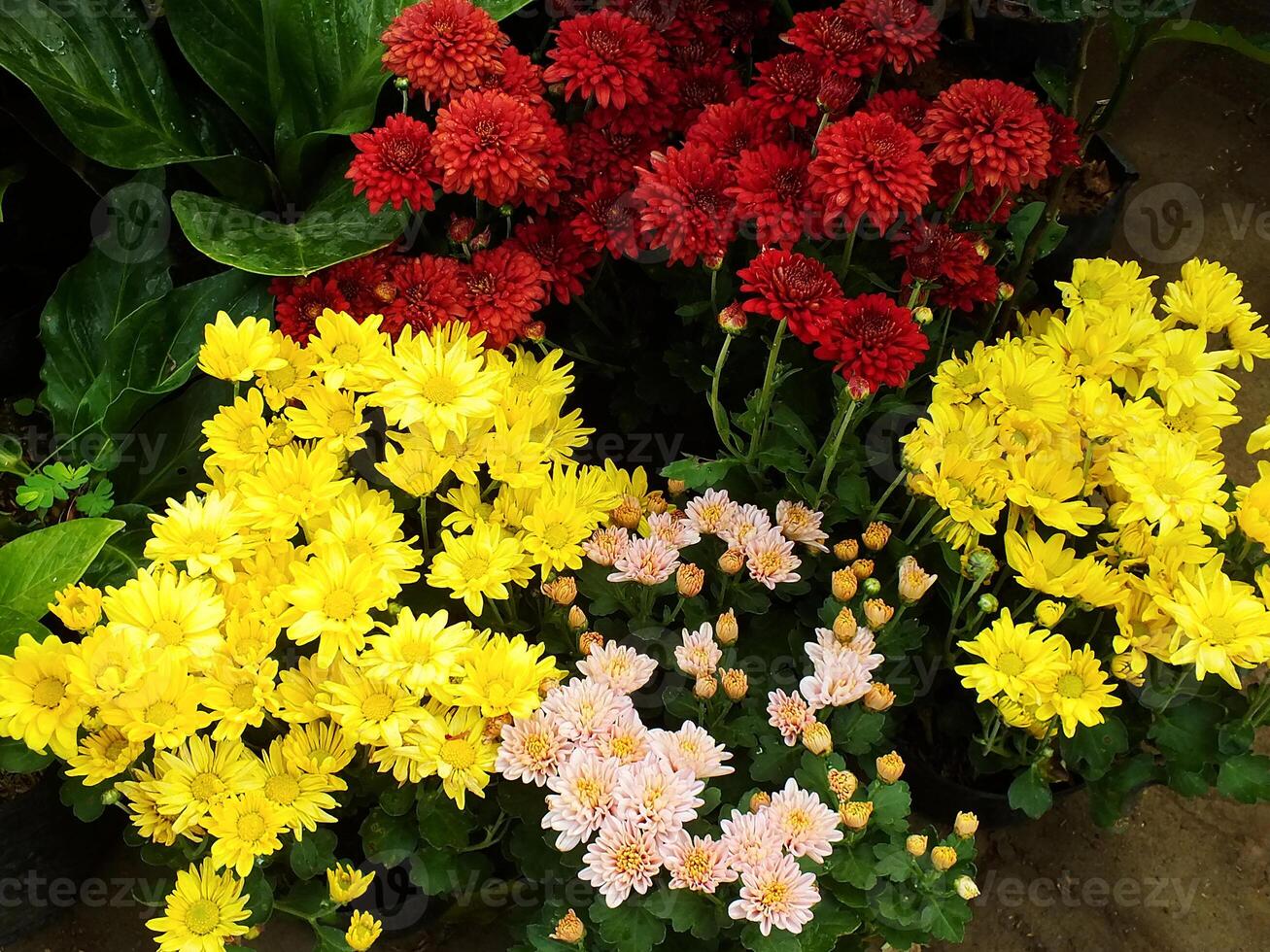 color collection of chrysanthemum flowers blooming. Nature Autumn Floral background. Many Chrysanthemum flowers growing in pots for sale in florist's shop photo