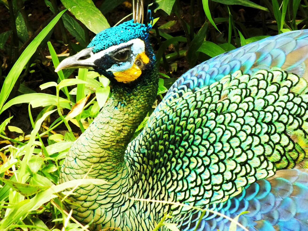 Green peacock. Pavo muticus. Beautiful bird with vibran color feather wich is found in the tropical forests of Southeast Asia, also known as a Javanese peacock. photo