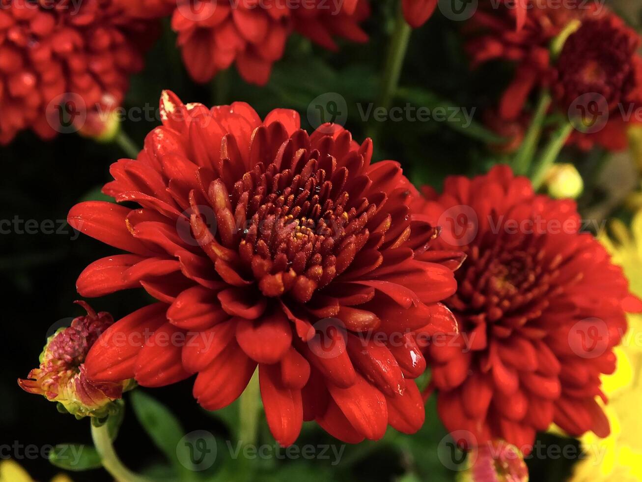 color collection of chrysanthemum flowers blooming. Nature Autumn Floral background. Many Chrysanthemum flowers growing in pots for sale in florist's shop photo