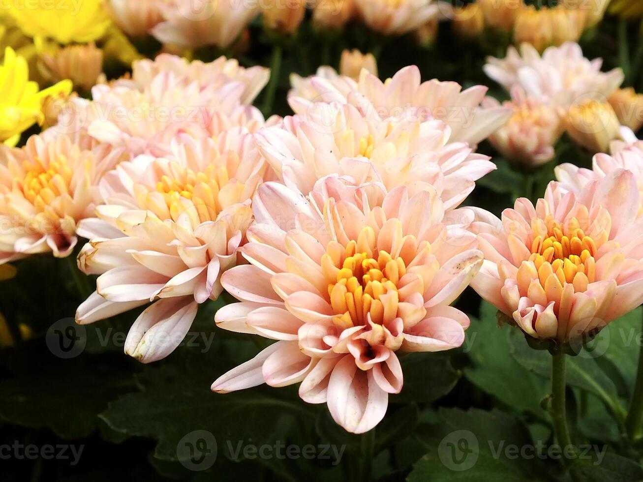 color collection of chrysanthemum flowers blooming. Nature Autumn Floral background. Many Chrysanthemum flowers growing in pots for sale in florist's shop photo