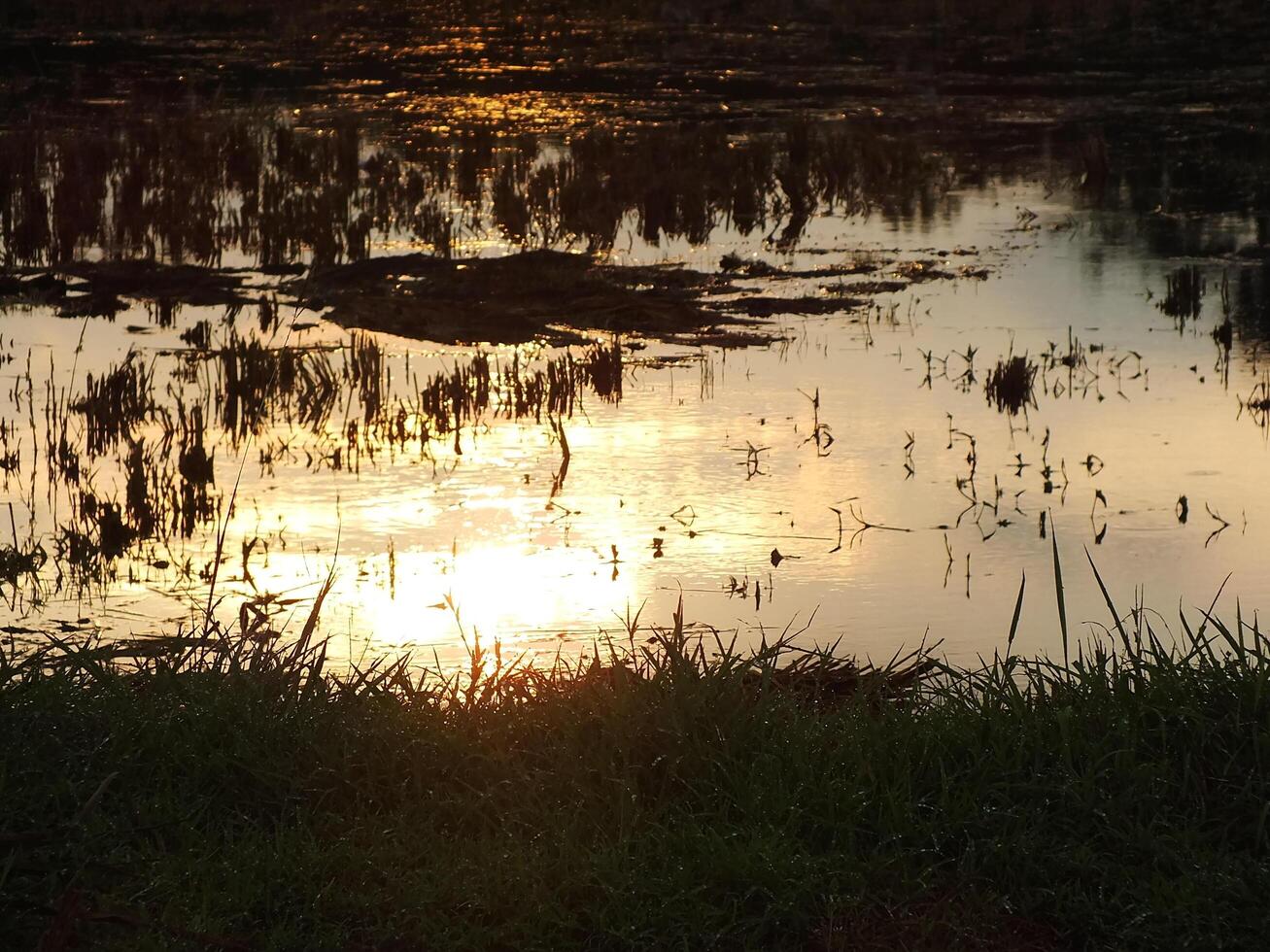 abstract background image of a sunrise reflection on a swamp water surface. Silhouettes of reeds growing in rural marsh that reflects golden light from the sun photo