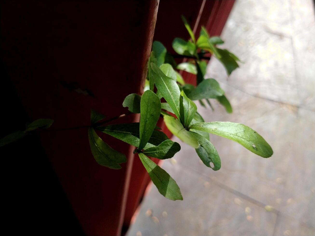 leaves growing among the red metal. Environmental and earth day messages for sustainability and healthy living photo