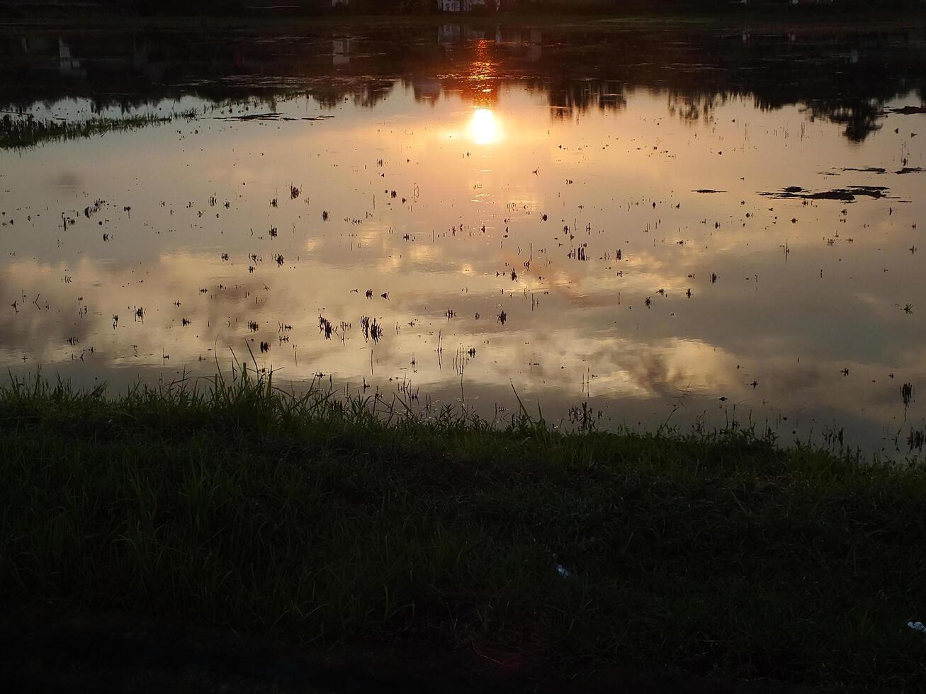 abstract background image of a sunrise reflection on a swamp water surface. Silhouettes of reeds growing in rural marsh that reflects golden light from the sun photo