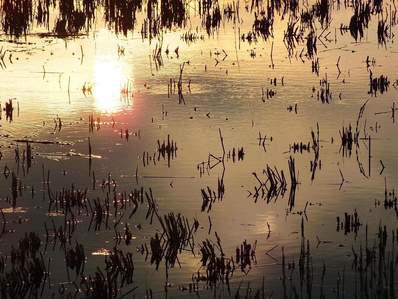 abstract background image of a sunrise reflection on a swamp water surface. Silhouettes of reeds growing in rural marsh that reflects golden light from the sun photo