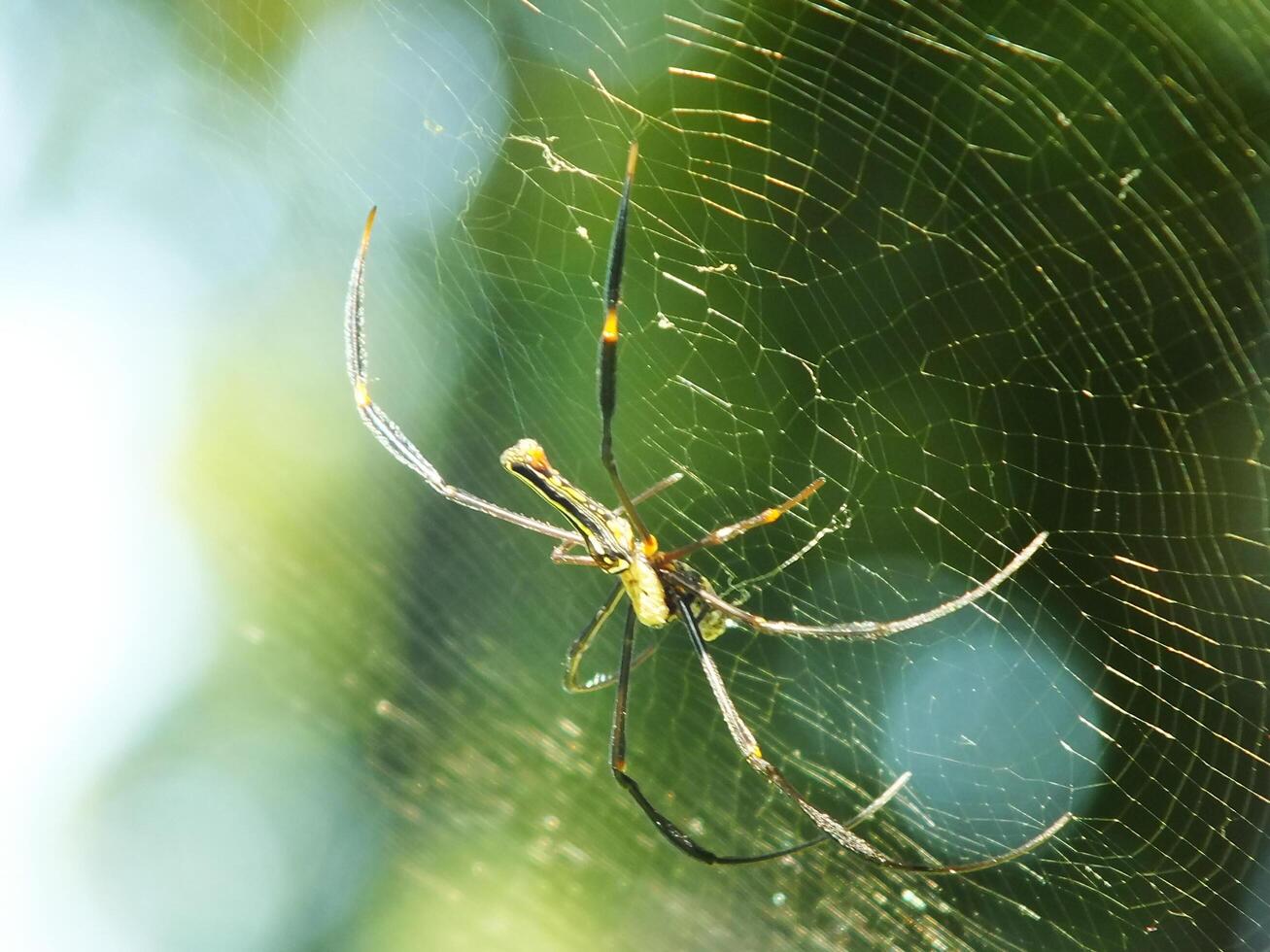 Spider in the cobweb with natural green forest background. A large spider waits patiently in its web for some prey photo