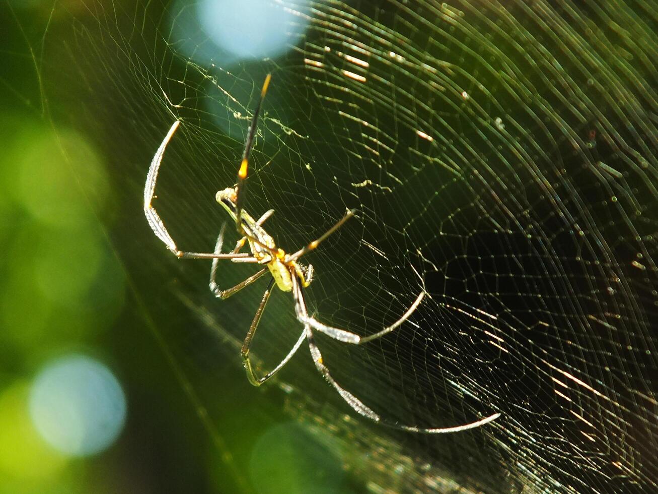 Spider in the cobweb with natural green forest background. A large spider waits patiently in its web for some prey photo