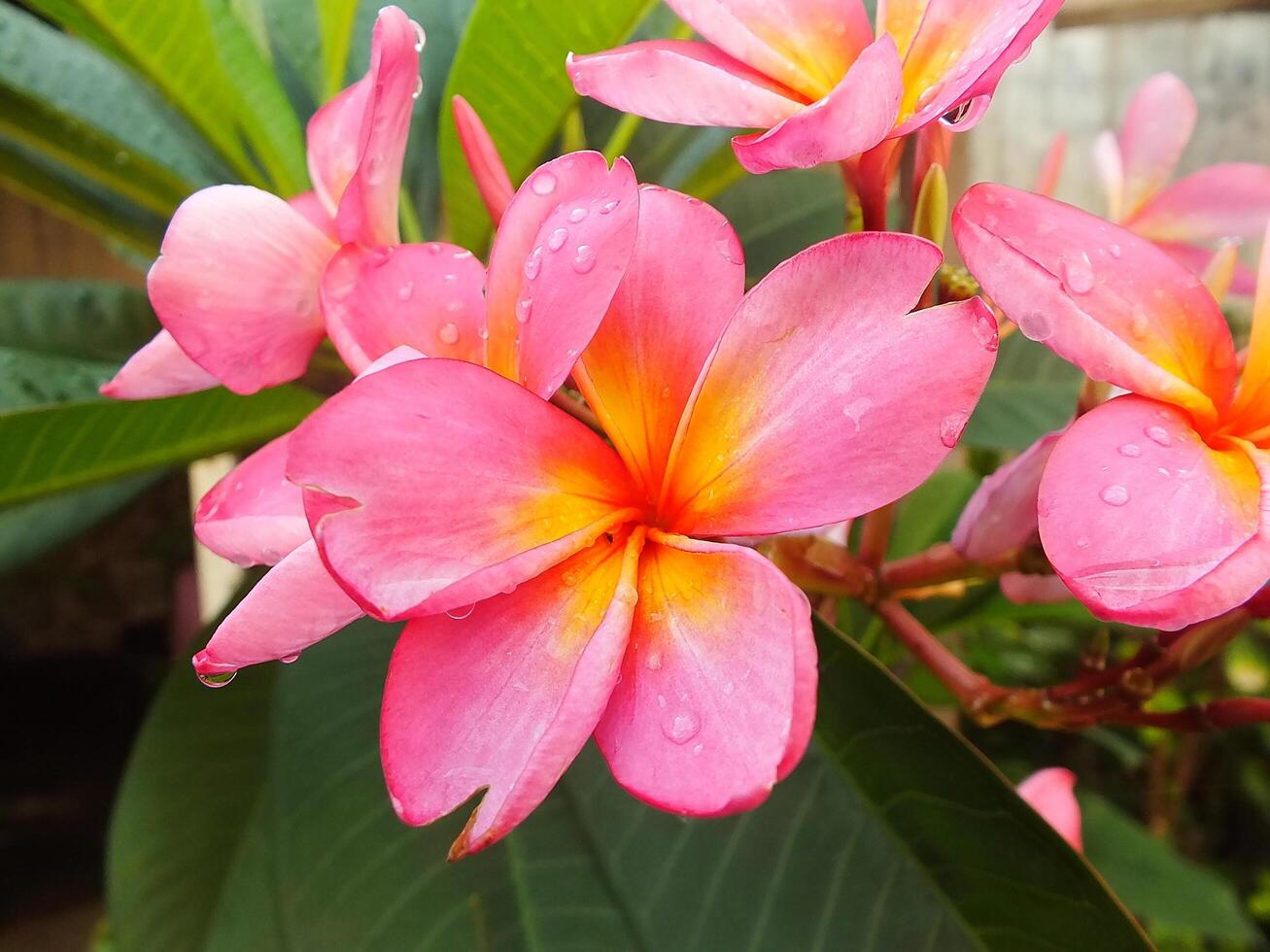Beautiful Pink Frangipani Flower or plumeria blooming at botanical garden with fresh raindrops on it. Tropical spa flower. photo