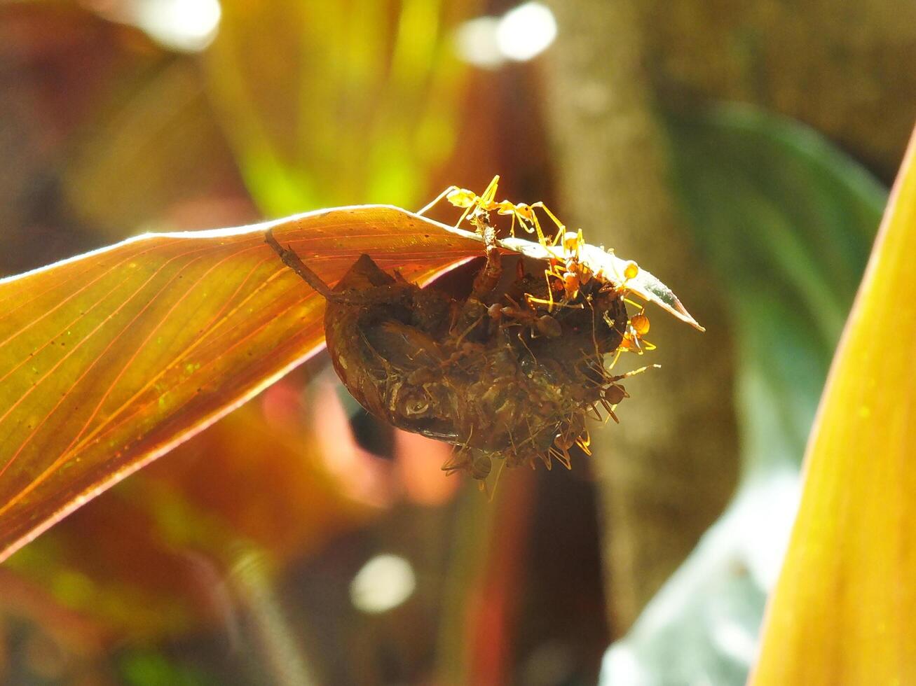 A group of weaver ants doing a team work for biting a cicadas insects. photo