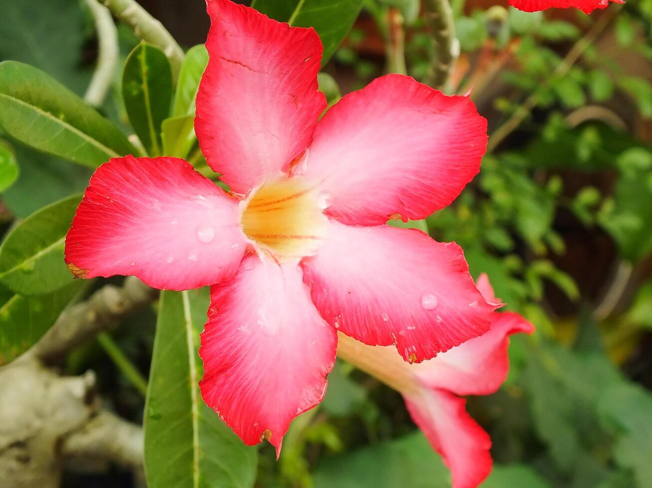 Adenium arabicum flower or desert rose or Pink red azalea blooming beautifully in the garden. photo