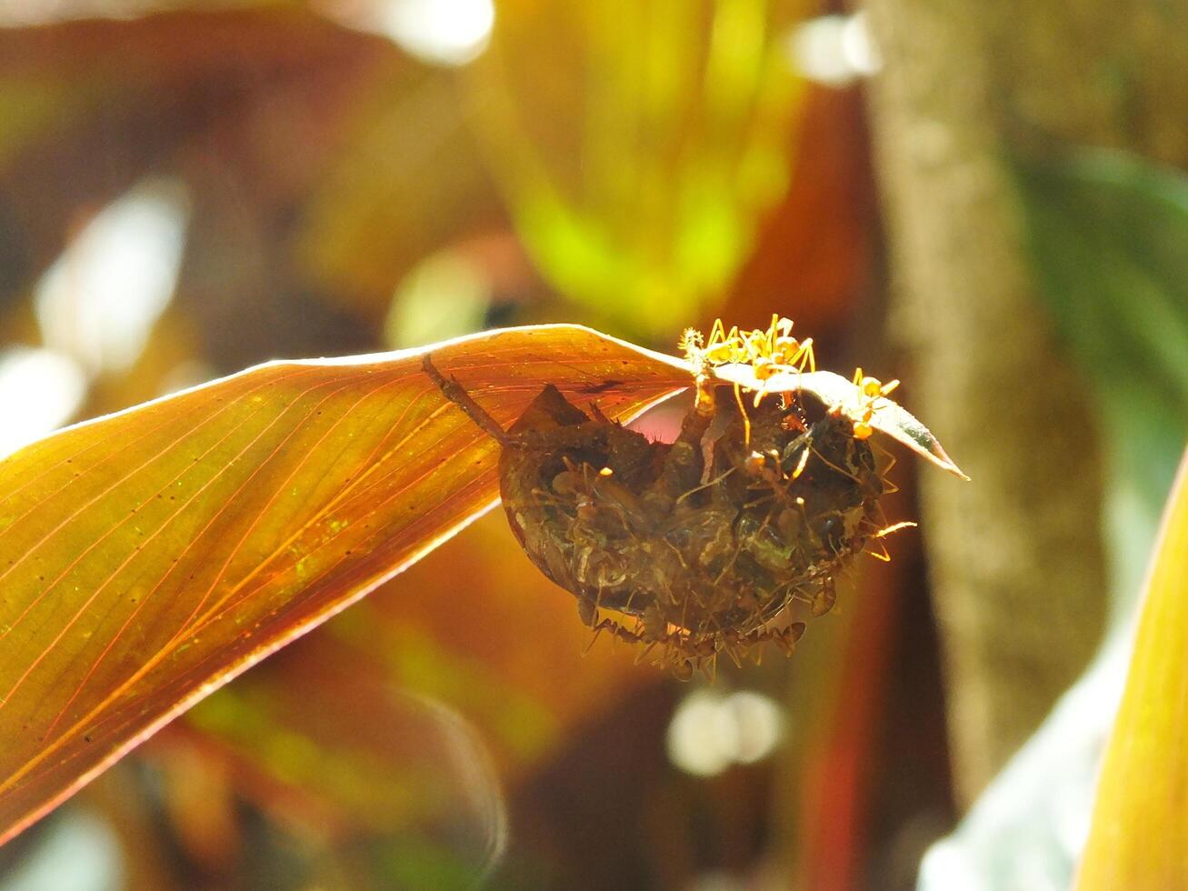 A group of weaver ants doing a team work for biting a cicadas insects. photo