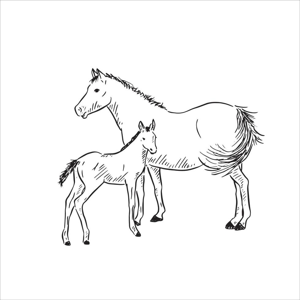 A line drawn illustration of a horse and foal in black and white. Hand drawn vector