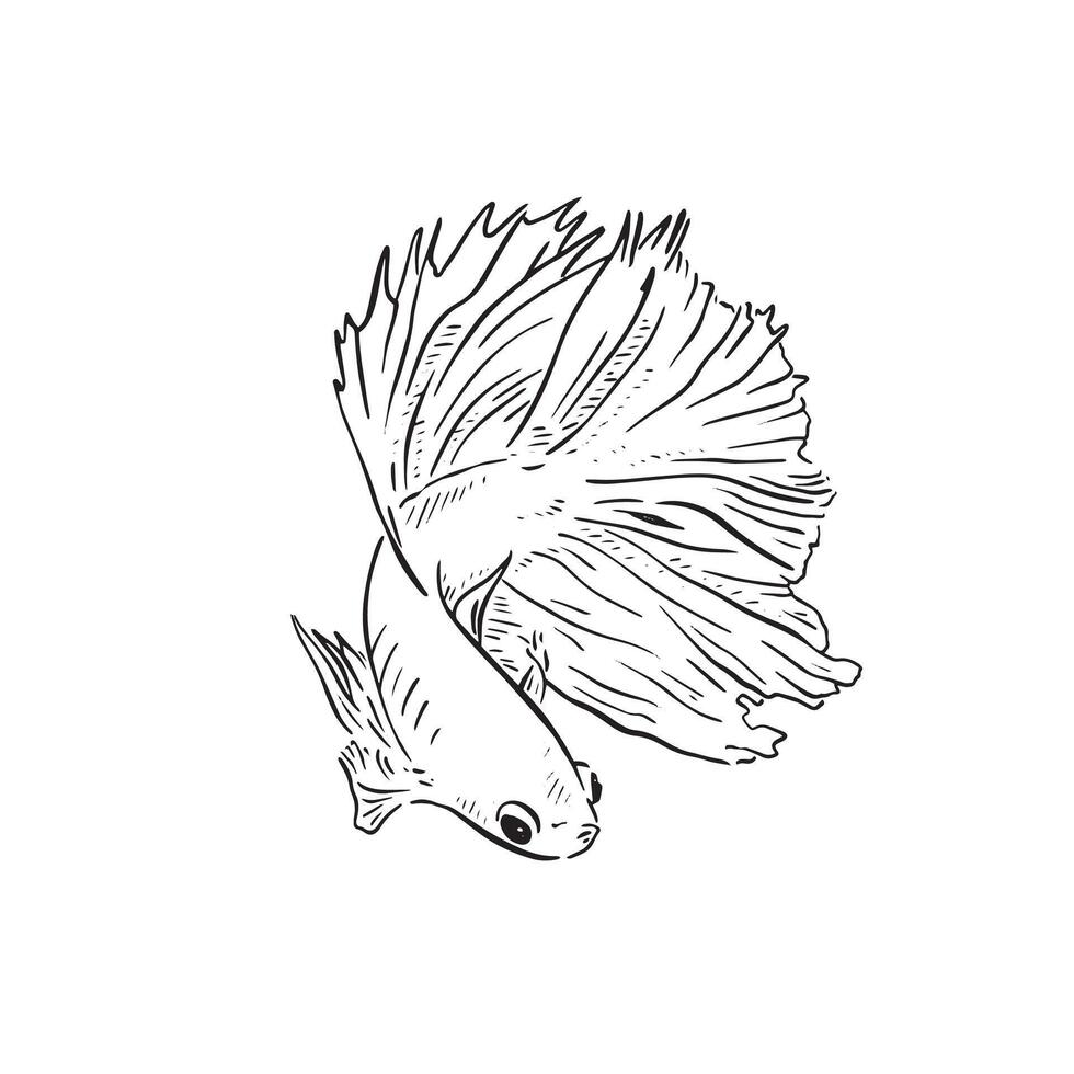 A line drawn illustration of a beautiful Japanese Fighting Fish. Front profile with tail swishing to the right hand side. Drawn by hand on Procreate using an Apple Pencil. vector