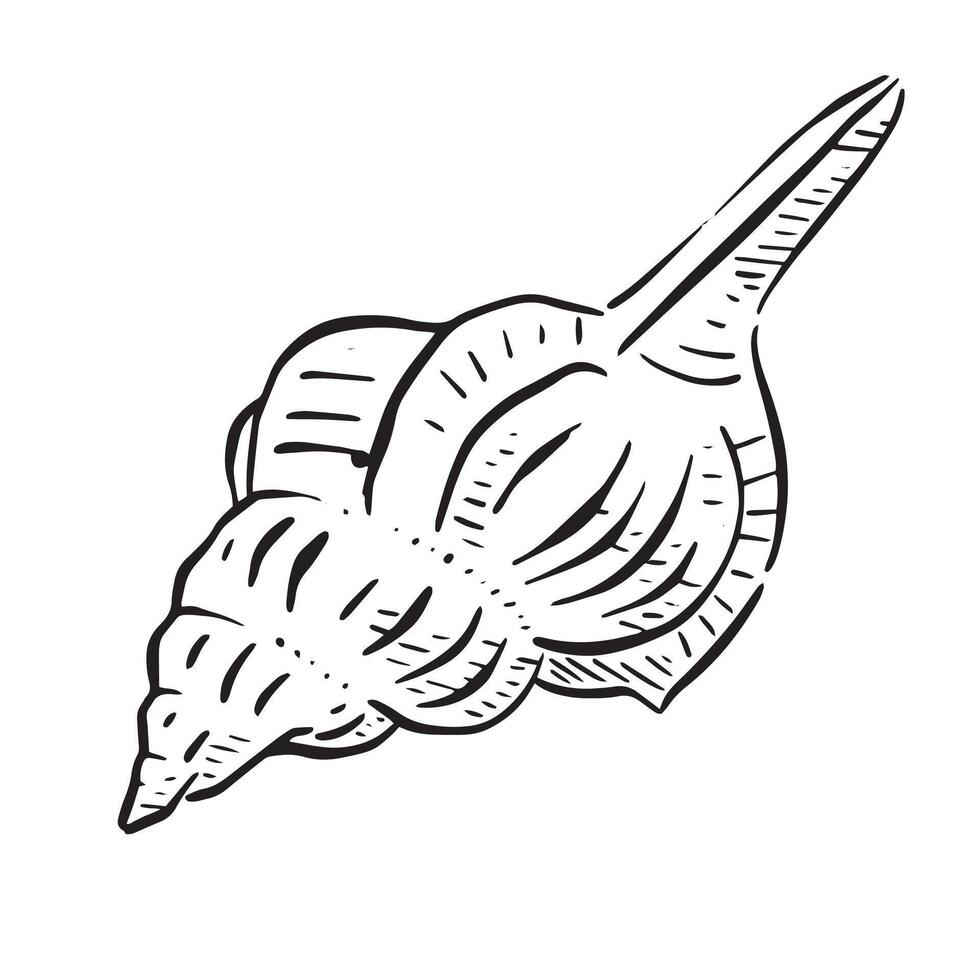 A line drawn illustration of a Tampa Drill shell. Black and white hand drawn sketch with subtle shading. vector