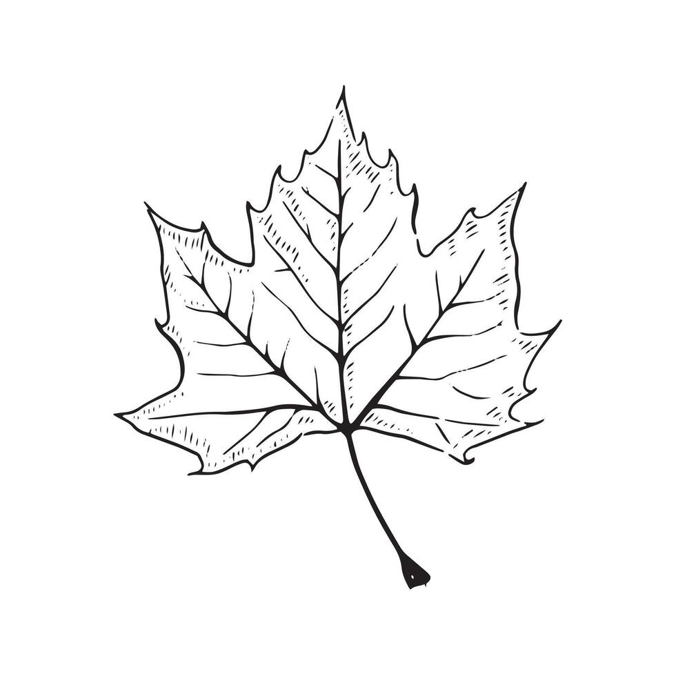 A line drawn illustration of a maple leaf taking inspiration from autumnal themes and nature. vector
