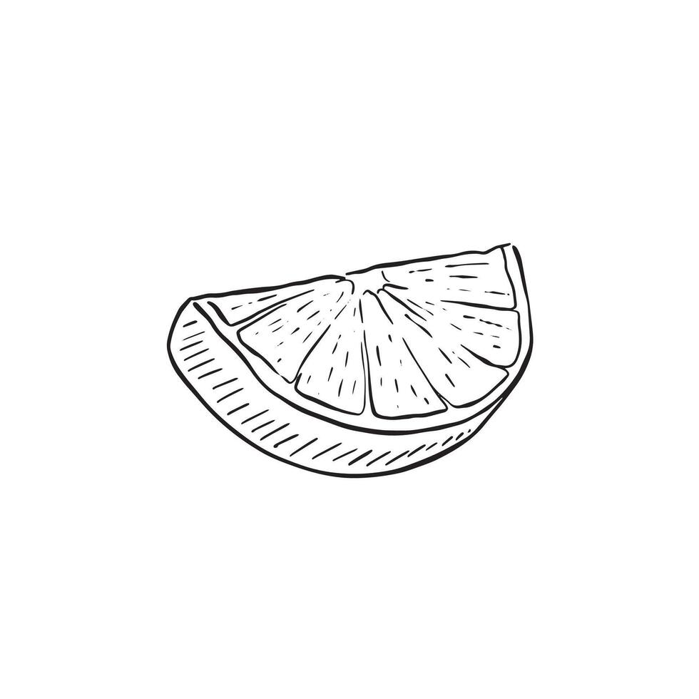 Hand drawn lime segment in black and white. Drawn in a sketchy style using simple line drawn techniques. Sketchy style. vector